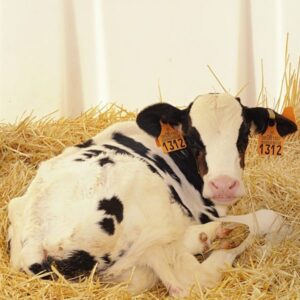 THE-DAIRY-FARM THE-DAIRY-FARM
