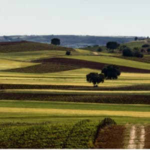WINE-&-VINE-TOUR WINE-&-VINE-TOUR