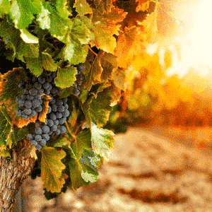 viñedos con sol de fondo viñedos con sol de fondo