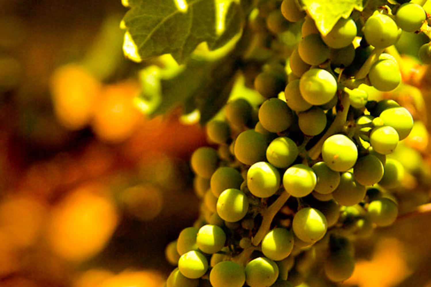 vendimia en la ribera del duero